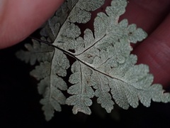 Pentagramma rebmanii