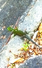 Sceloporus malachiticus