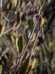 Cercocarpus