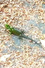 Sceloporus malachiticus