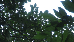 Terminalia amazonia