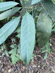 Turpinia formosana