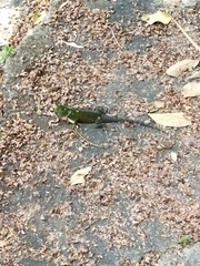 Sceloporus malachiticus