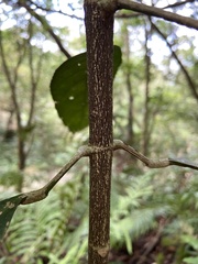 Turpinia formosana
