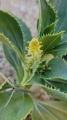 Stillingia spinulosa