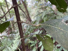 Turpinia formosana