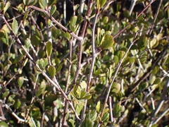 Cercocarpus