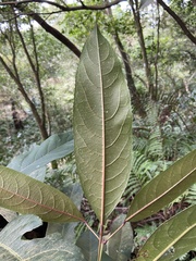 Turpinia formosana