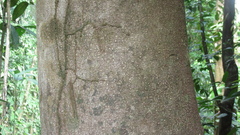 Pera arborea