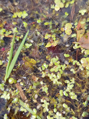 Lemna turionifera