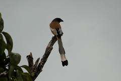 Dendrocitta vagabunda