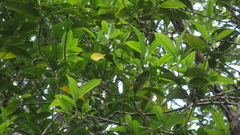 Pera arborea