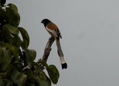 Dendrocitta vagabunda