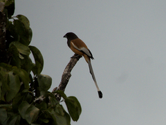 Dendrocitta vagabunda