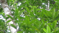 Pera arborea