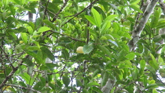 Pera arborea