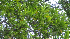 Pera arborea