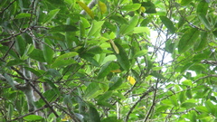 Pera arborea