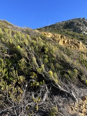 Hakea drupacea