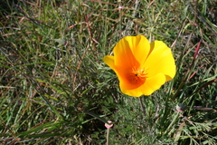 Eschscholzia californica maritima
