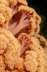 Dendronephthya australis