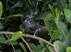 Eudynamys scolopaceus