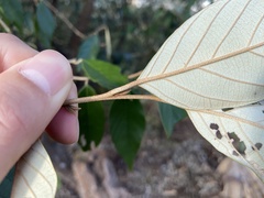 Styrax suberifolius