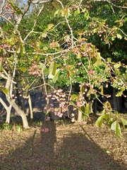 Euonymus hamiltonianus sieboldianus