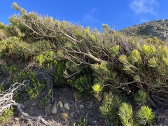 Hakea drupacea
