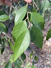 Styrax suberifolius