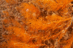 Halopteris campanula