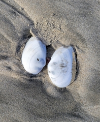 Rexithaerus secta
