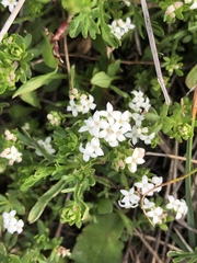 Asperula conferta