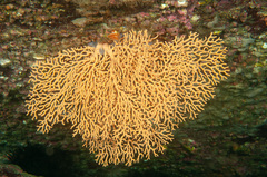 Melithaea zimmeri