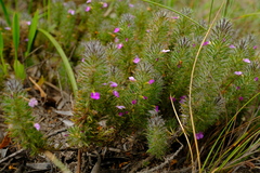 Muraltia ciliaris