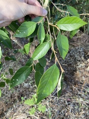 Styrax suberifolius