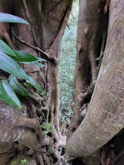 Rhaphidophora