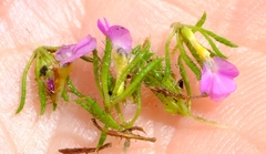 Muraltia ciliaris