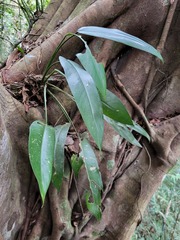 Rhaphidophora