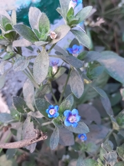 Strobilanthes pavala