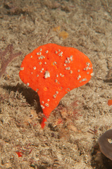 Echinoclathria leporina