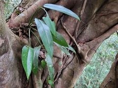 Rhaphidophora