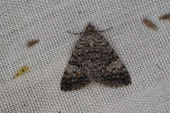 Dichromodes semicanescens