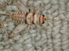 Gryllodes sigillatus