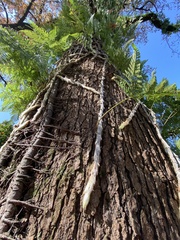 Davallia griffithiana