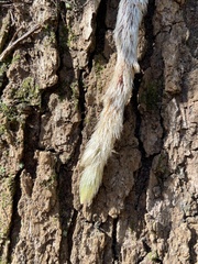 Davallia griffithiana