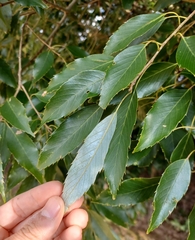 Quercus salicina