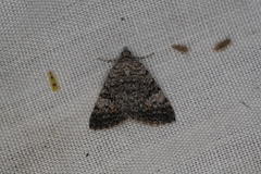 Dichromodes semicanescens