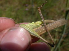 Platycleis affinis