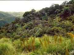 Aciphylla colensoi
